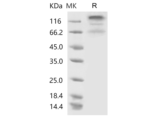 Валидация Elabscience PKSR030498(5800)