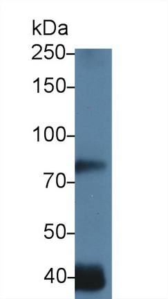 14210