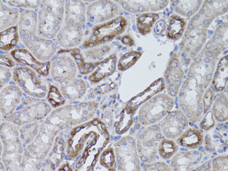 Валидация Elabscience E-AB-60598