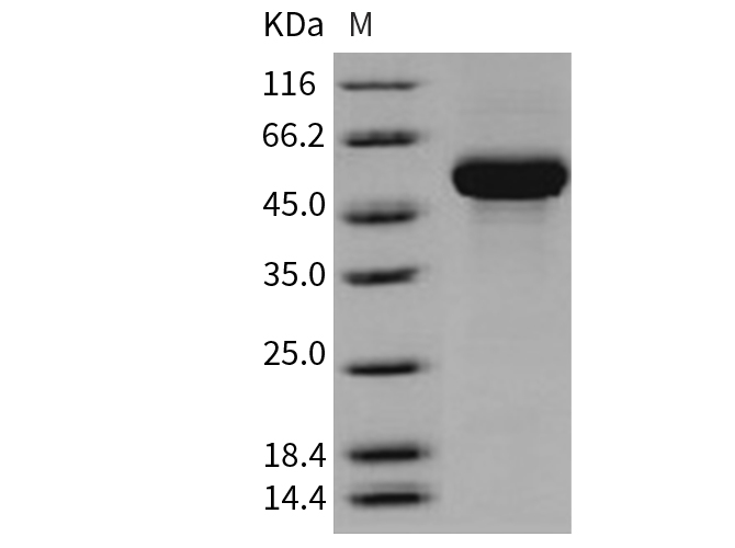 Валидация Elabscience PKSH031555(2237)