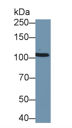 9657