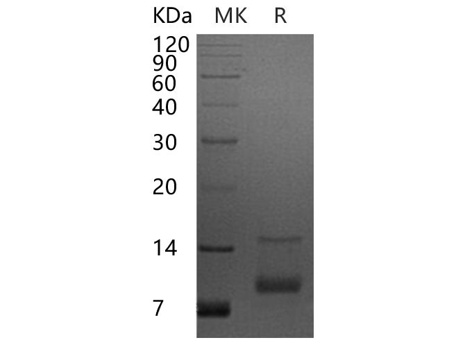 Валидация Elabscience PKSH032305(2802)