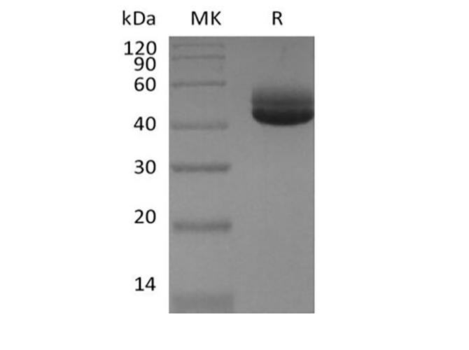 Валидация Elabscience PKSH033912(4141)