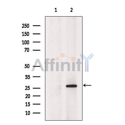 Валидация Affinity DF7289 - 18966