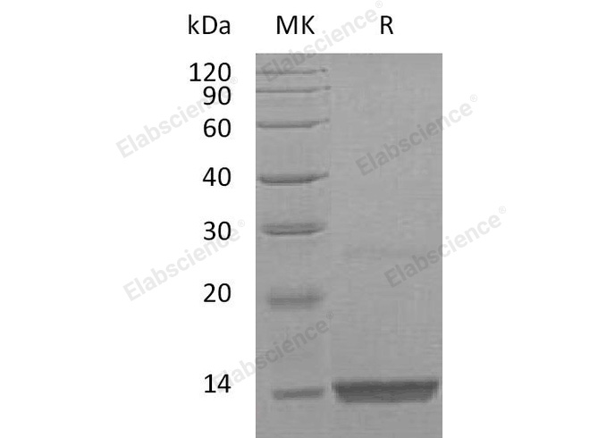 Валидация Elabscience PKSH032906(3307)