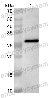 Валидация AntibodySystem PHB42601