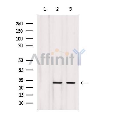 Валидация Affinity DF6816 - 18387