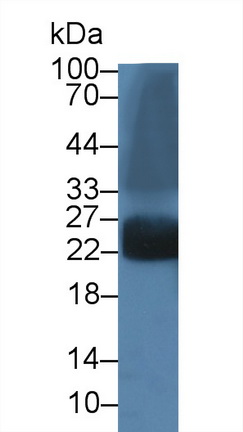 14225