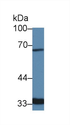 12383