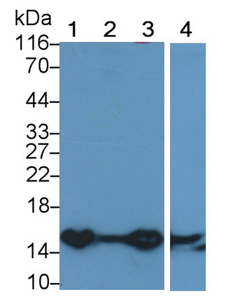 13060