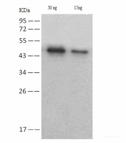 Валидация Elabscience E-AB-V1013
