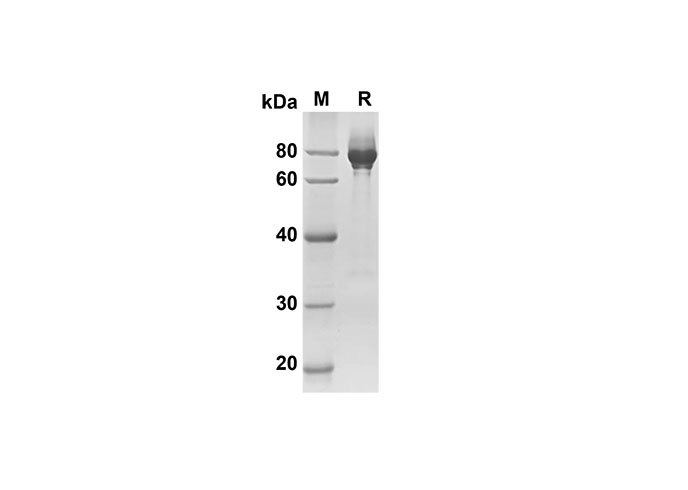 Валидация Elabscience PDMM100115(1085)