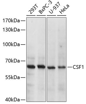 Валидация Elabscience E-AB-65791