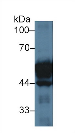 10172