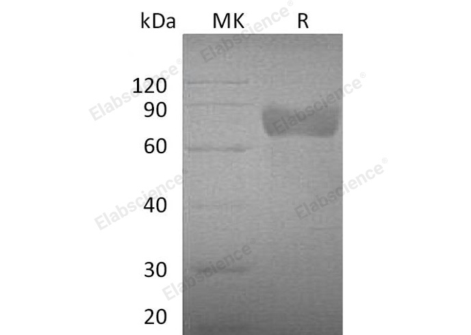 Валидация Elabscience PKSM040888(4840)