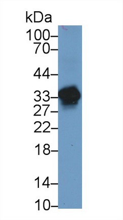 13248