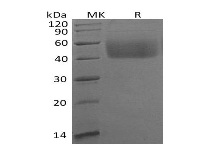 Валидация Elabscience PKSH033283(3620)