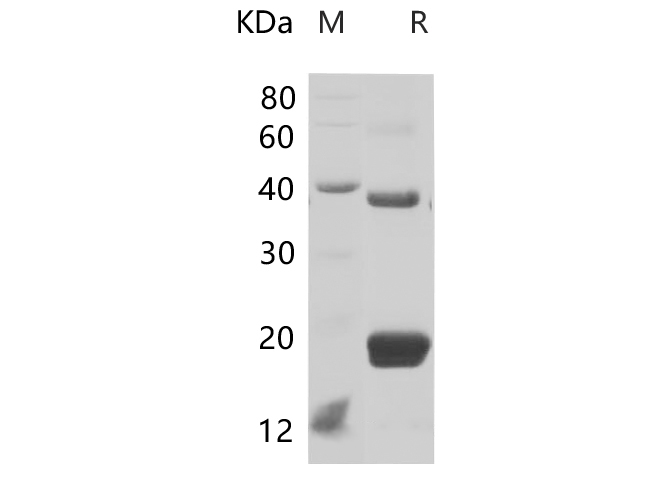 Валидация Elabscience PDEM100223(557)