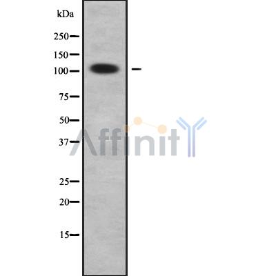 Валидация Affinity DF9741 - 22549