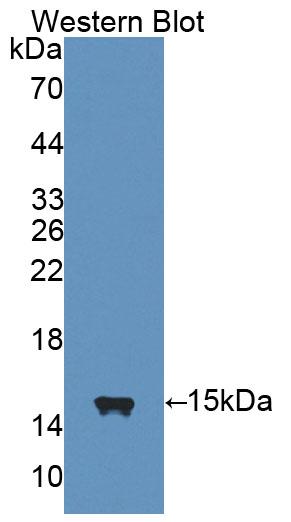 59547