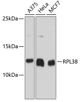 Валидация Elabscience E-AB-63614
