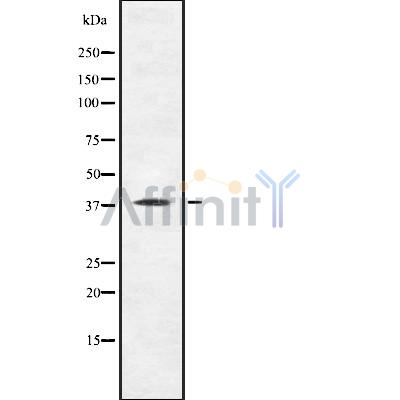 Валидация Affinity DF10274 - 5882
