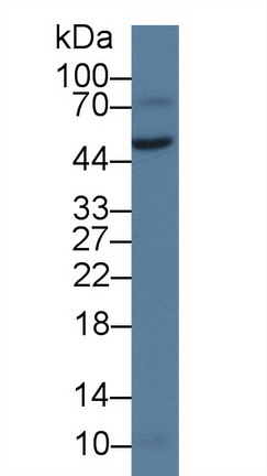 9598