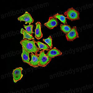Валидация IF - AntibodySystem RHF14701