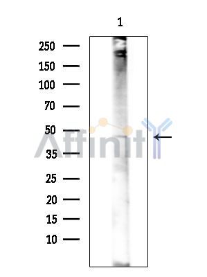 Валидация Affinity DF14153 - 9962