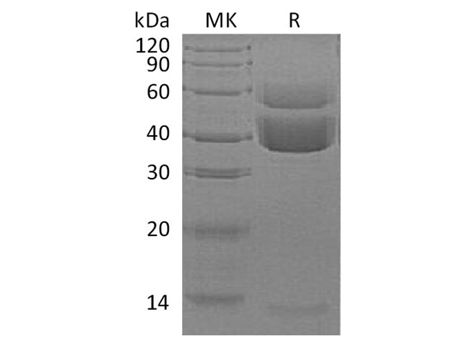 Валидация Elabscience PKSH033495(3799)