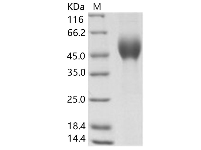 Валидация Elabscience PKSV030154(5931)
