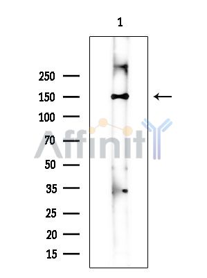 Валидация Affinity DF15466 - 11829