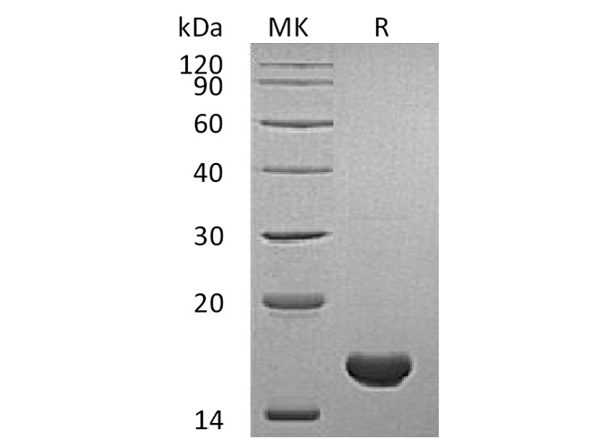 Валидация Elabscience PKSH033420(3745)