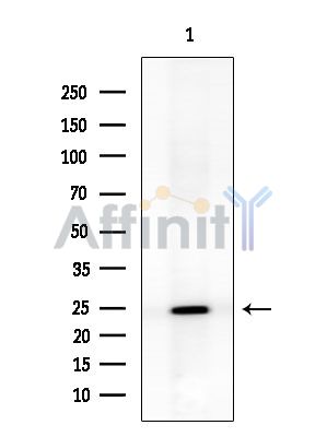 Валидация Affinity DF14515 - 10498