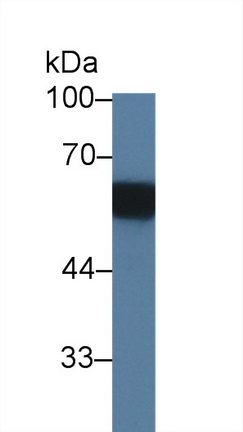 9549