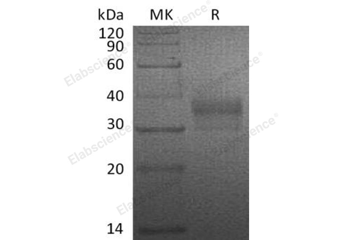 Валидация Elabscience PKSH032707(3137)