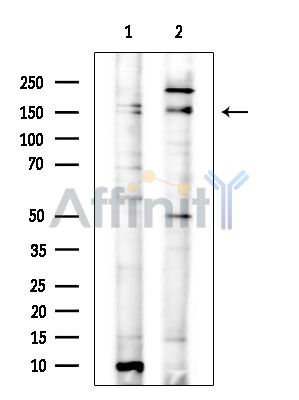 Валидация Affinity DF16124 - 12717
