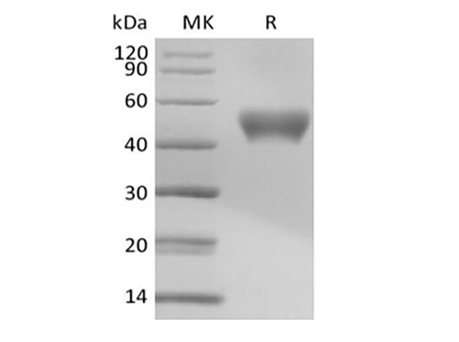 Валидация Elabscience PKSM041428(5303)