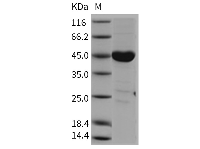 Валидация Elabscience PKSM040451(4448)