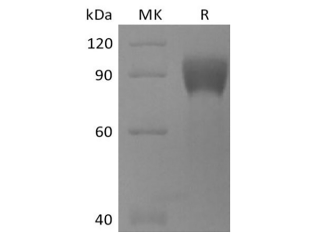 Валидация Elabscience PKSH033920(4149)