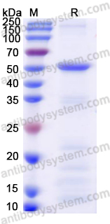Валидация AntibodySystem YVV38401
