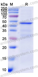 Валидация AntibodySystem YHC32701