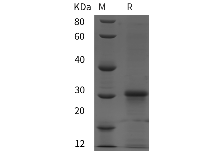 Валидация Elabscience PDEM100257(589)