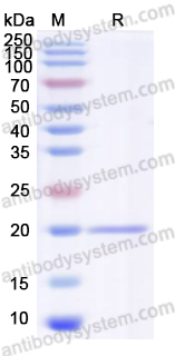 Валидация AntibodySystem YVV40301