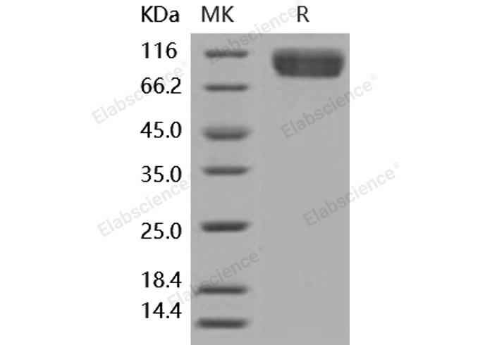 Валидация Elabscience PKSH031875(2497)