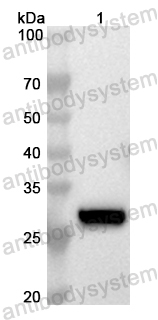 Валидация AntibodySystem PHB69301