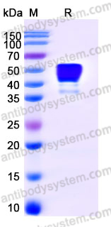 AHD65204, SDS-PAGE