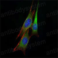 Валидация IF - AntibodySystem RHD07702
