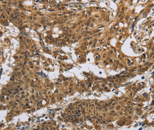 Валидация Elabscience E-AB-13329