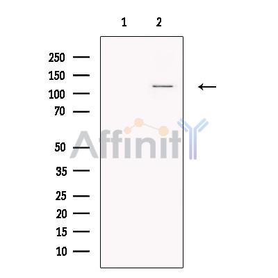 Валидация Affinity AF6109 - 3319